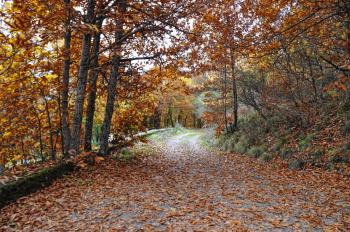 Soria en otoño: los mejores bosques para ver el cambio de hojas
